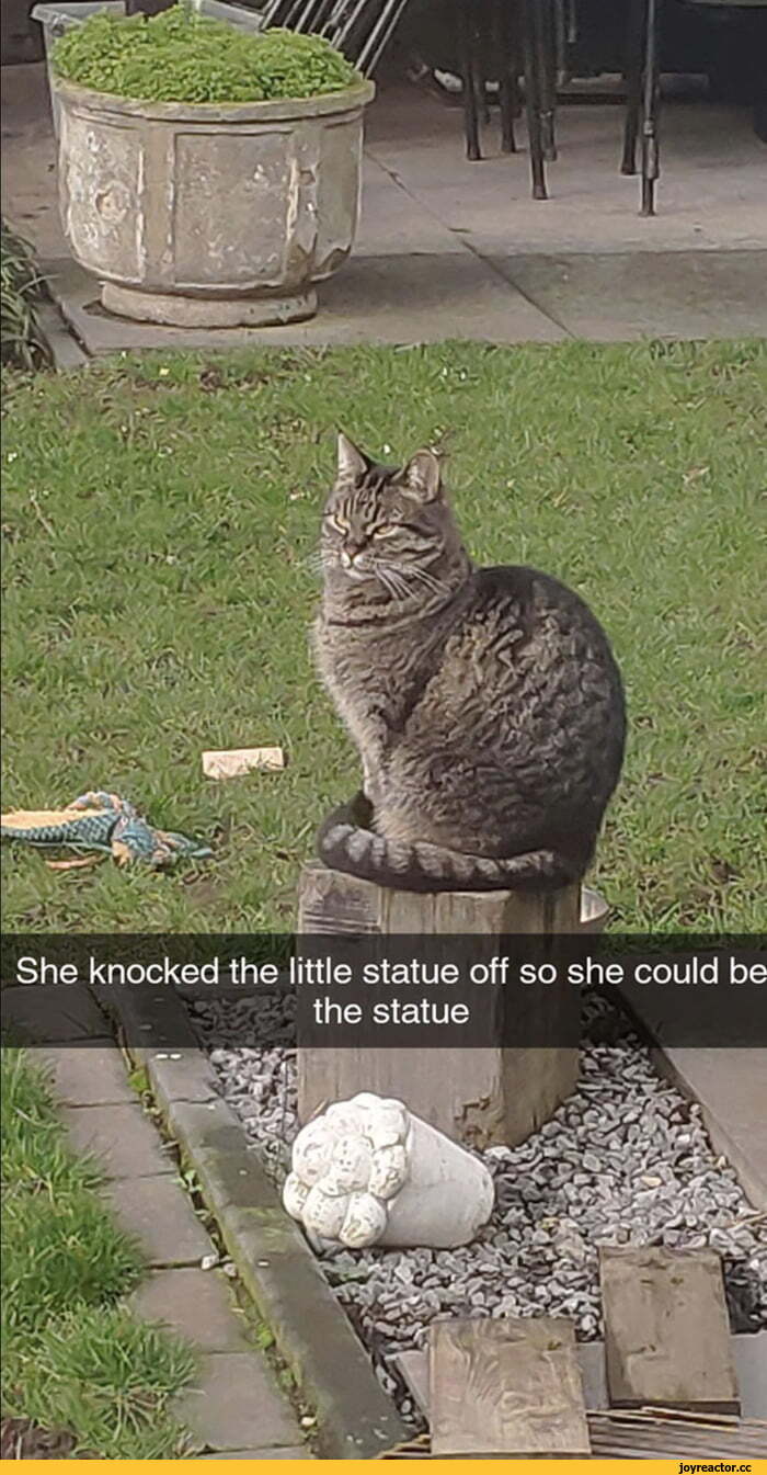 ﻿She knocked the little statue off so she could be the statue,котэ,прикольные картинки с кошками,Bitch I&#039;m Fabulous