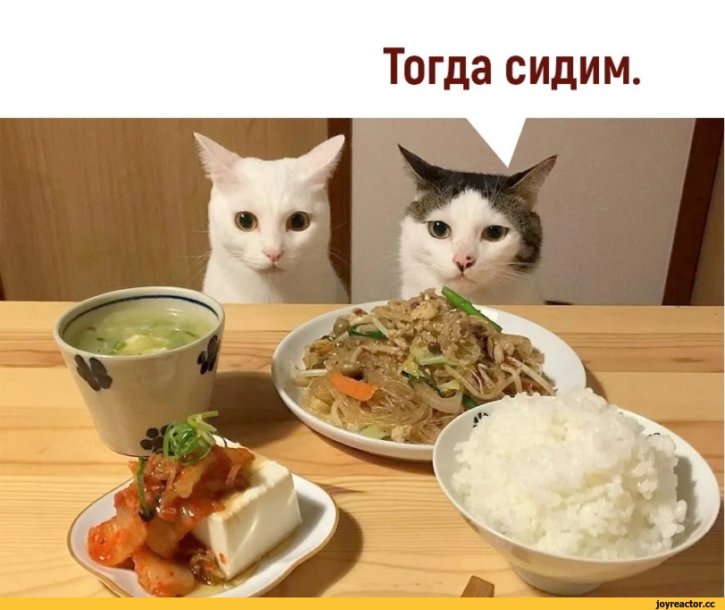 ﻿Тогда сидим.,котейки,Приколы про еду