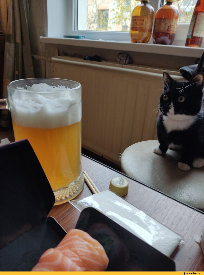 ,котэ,прикольные картинки с кошками,пиво,бухло,взгляд