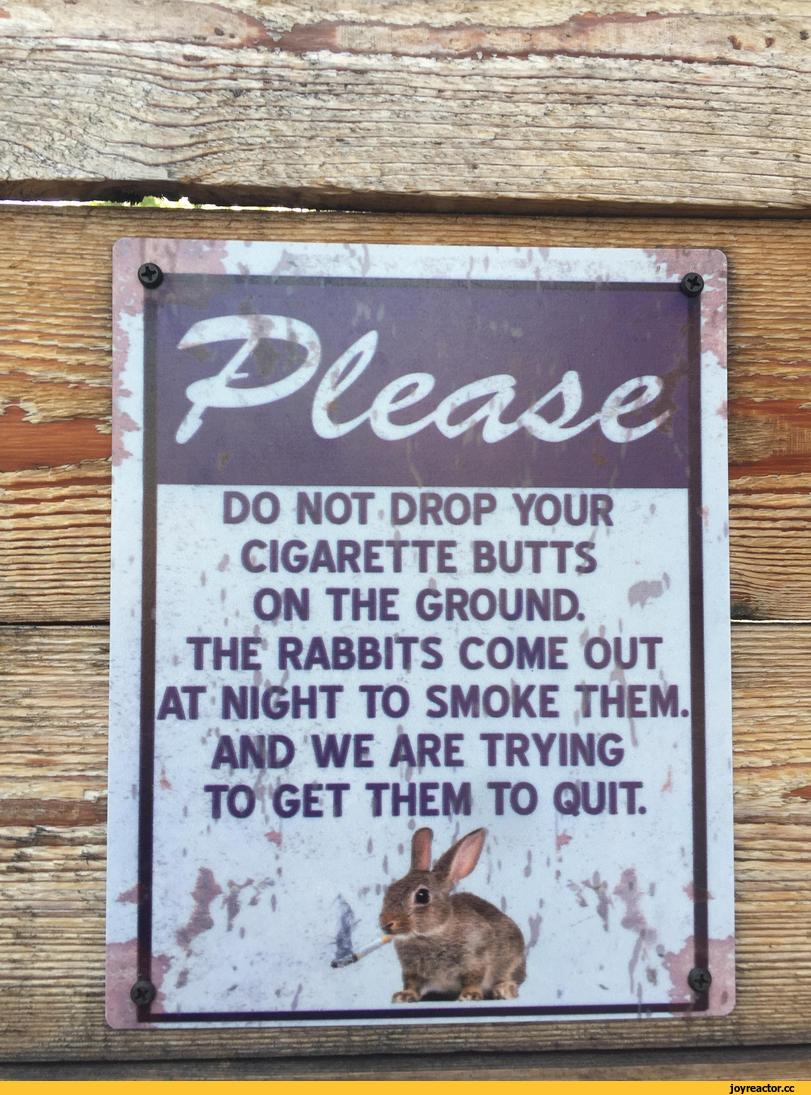 ﻿DO NOT DROP YOUR CIGARETTE BUTTS ON THE GROUND THE RABBITS COME OUT AT NIGHT TO SMOKE THEM AND WE ARE TRYING TO GET THEM TO QUIT.,плакат,кролики,сигареты,без перевода