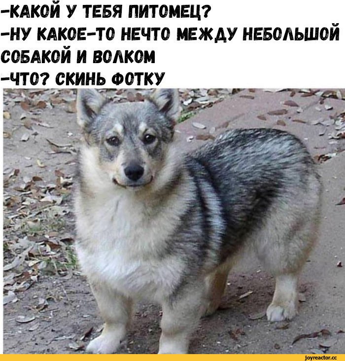 ﻿-КАКОЙ У ТЕБЯ ПИТОМЕЦ?
-НУ КАКОЕ-ТО НЕЧТО МЕЖДУ НЕБОЛЬШОЙ СОБАКОЙ И ВОЛКОМ -ЧТО? СКИНЬ ФОТКУ,собакен,живность,шведский вальхунд