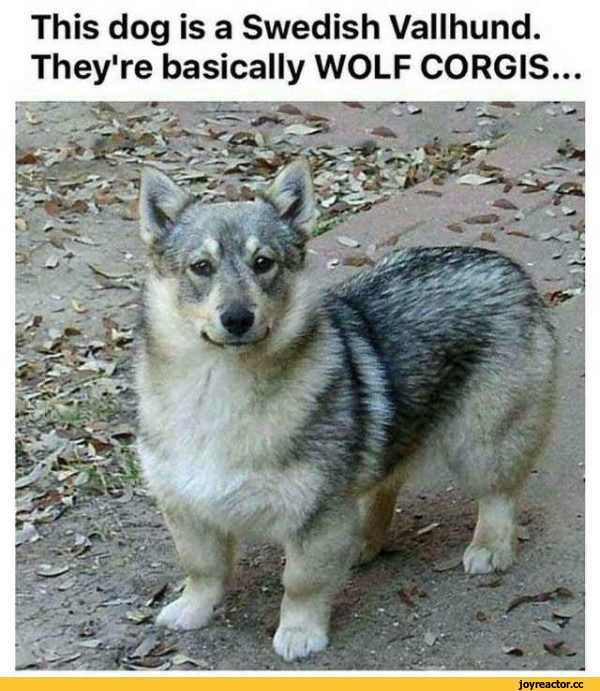 ﻿This dog is a Swedish Vallhund. They're basically WOLF CORGIS...,шведский вальхунд,корги,Вельш-корги,,собака,собакен, песель, пес